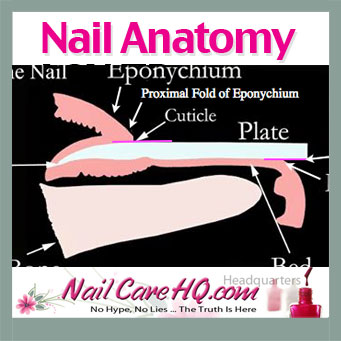 NAIL ANATOMY – Different Parts of Fingernail