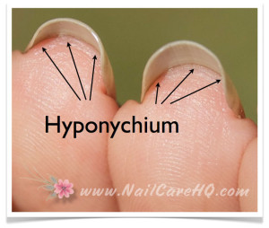 See-Through-Nails-Image of Hyponychium