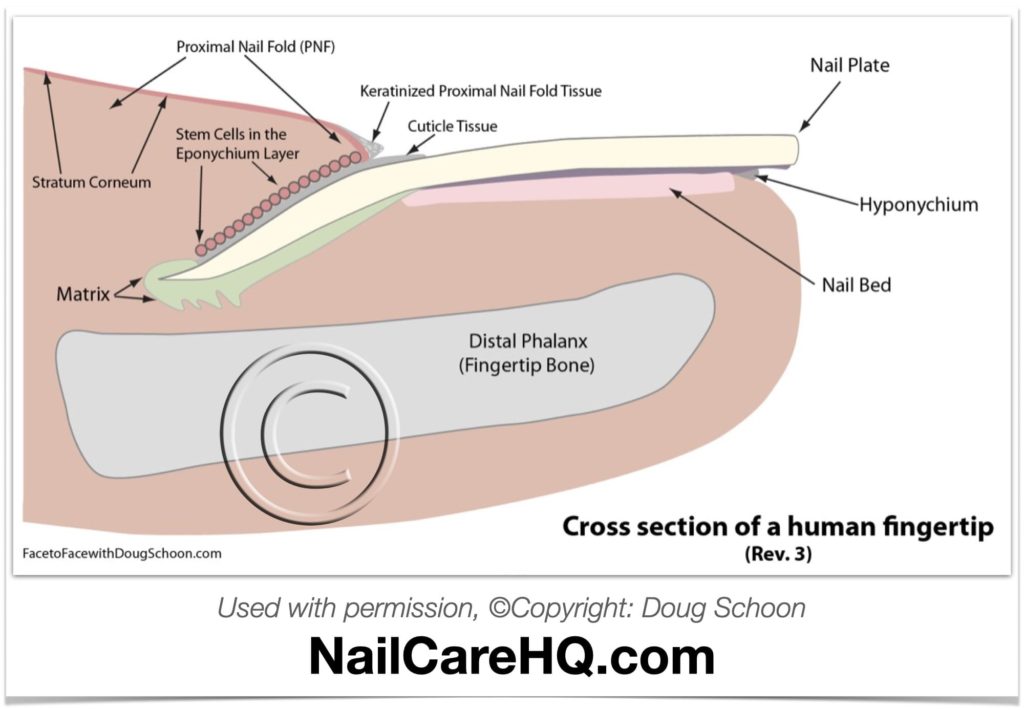Cross section of human fingertip with anatomy labels including cuticle. Copyright Doug Schoon Used with permission NailcareHQ